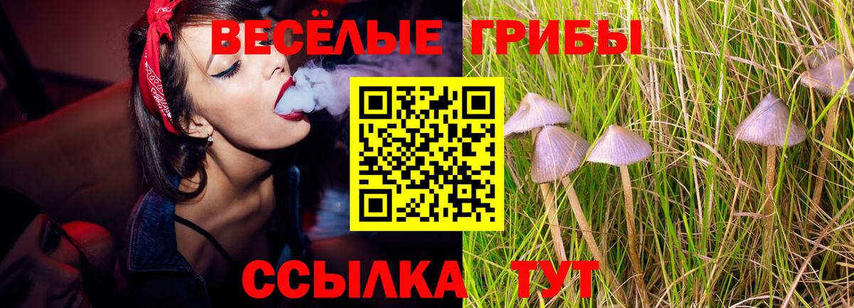 Псилоцибиновые грибы Psilocybe Тайшет